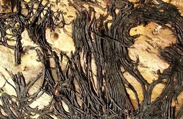 潜伏地下几千年、体重破3万吨!地球上最重生物体是一种蘑菇
