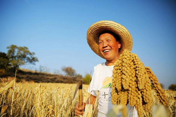 图注：长治当地小米丰收