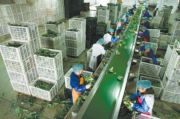 　　图为工人在工厂流水线对西兰花进行分拣加工通讯员屈吕标摄