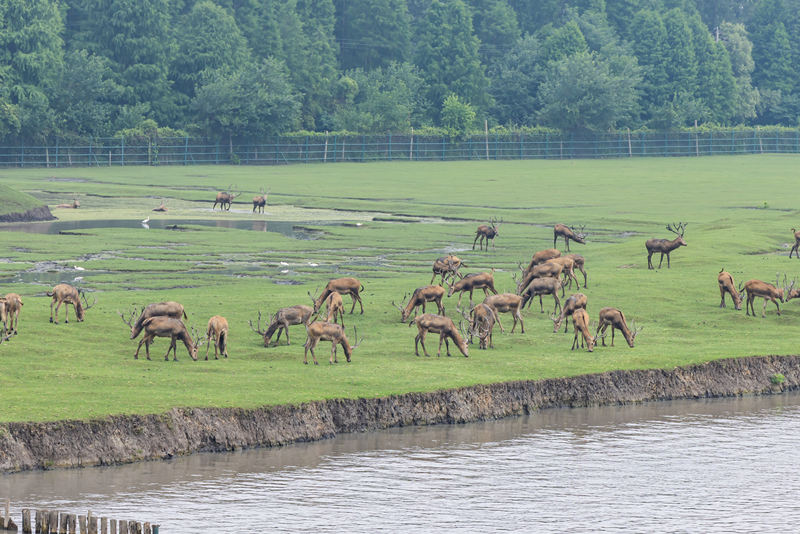 江苏泰州溱湖国家湿地公园，麋鹿核心栖息地。图/IC photo