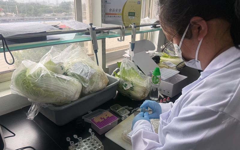 工作人员正在检测大白菜。新京报记者 陈琳 摄