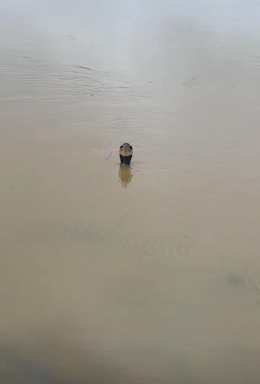 ▲洪水中的蛇 视频截图