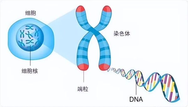 永生的海拉细胞 诞生至今已分裂达5000万吨！