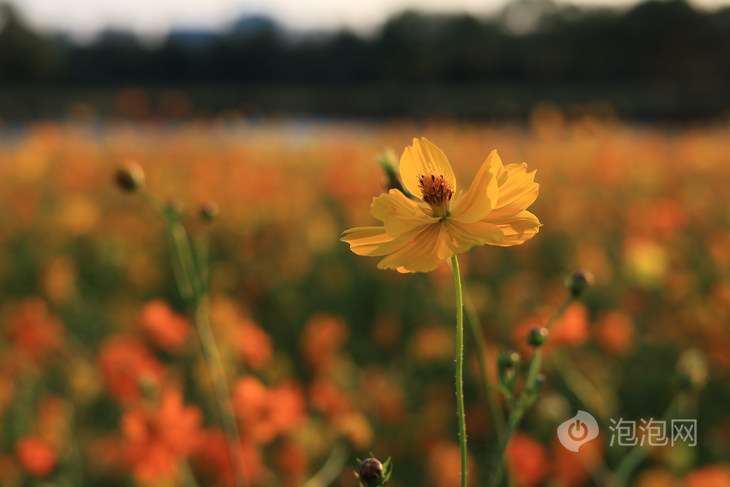 RF50mm F1.8 STM现场实拍样片