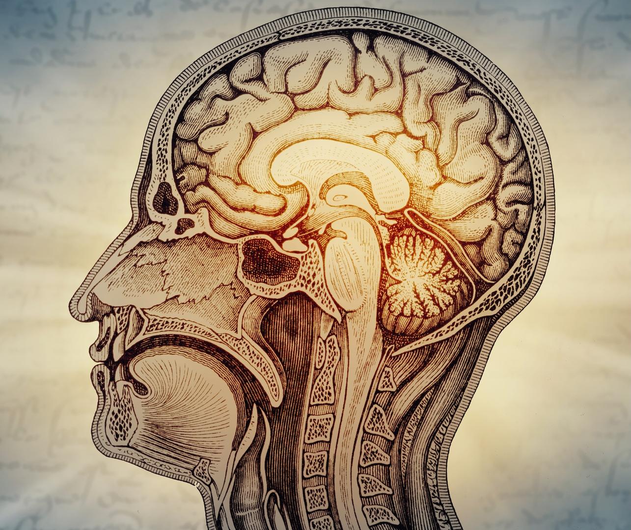▲斯坦福医学院研究人员证明人脑是两个独立器官，这一发现为研究影响脑干的毁灭性疾病创造了机会
