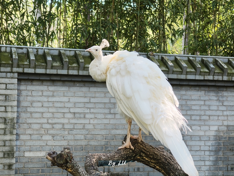 图源：不客观实验室