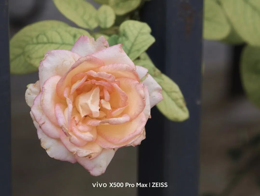 vivo X500 Pro Max深度体验 拍照之外,电影感也拿手