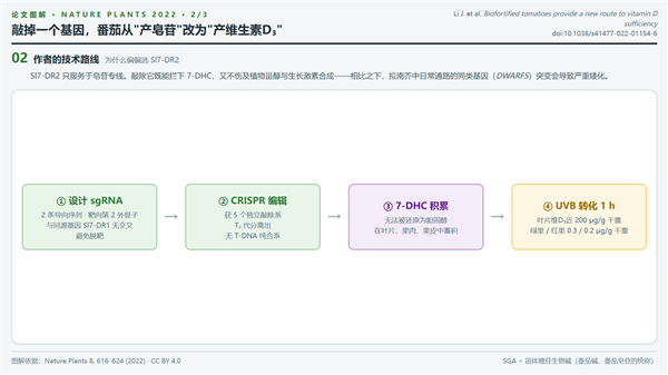 人类疯狂改造番茄 就为了让你吃到维生素D